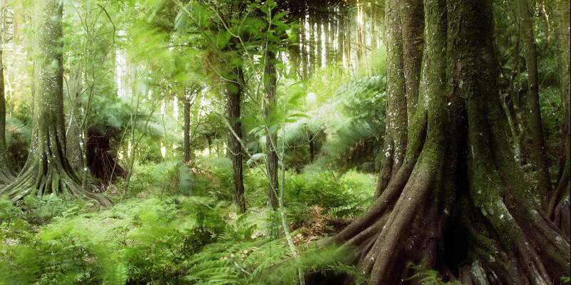 Imagen de una jungla